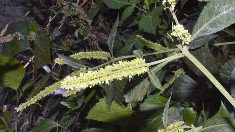 Cây Chùa dù. Elsholtzia blanda (Benth.) Benth - Cây Thuốc Nam Quanh Ta